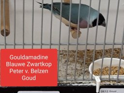 peter van belzen 3 